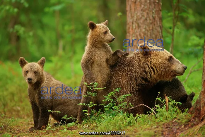 : Brown Bears (Ursus arctos), female with cubs, Suomussalmi, K : Brown Bears (Ursus arctos), female with cubs, Suomussalmi, K
