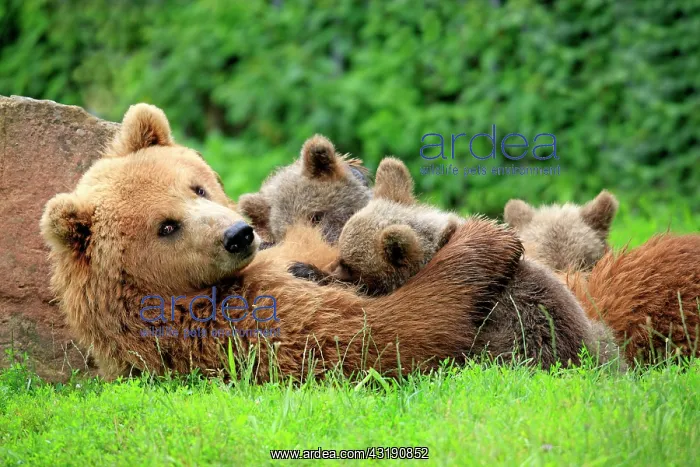 : Brown Bears (Ursus arctos), female suckling cubs : Brown Bears (Ursus arctos), female suckling cubs