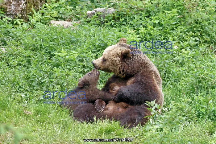 : Brown bears (Ursus arctos), mother and cub, captive : Brown bears (Ursus arctos), mother and cub, captive