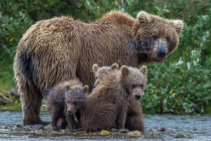 : Brown bears (Ursus arctos), mother and cubs in Brooks : Brown bears (Ursus arctos), mother and cubs in Brooks