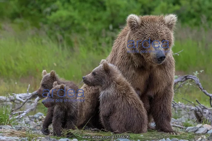 : Brown bears (Ursus arctos), mother and cubs sitting : Brown bears (Ursus arctos), mother and cubs sitting