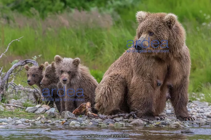 : Brown bears (Ursus arctos), mother and cubs sitting : Brown bears (Ursus arctos), mother and cubs sitting