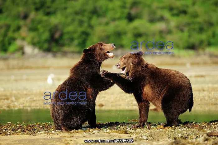 : Two Brown Bears (Ursus arctos) play-fighting wit : Two Brown Bears (Ursus arctos) play-fighting wit