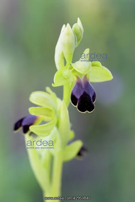  : Brown Bee Orchid