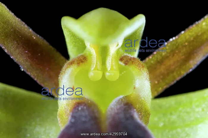 : Brown bee orchid - close-up - paticular of anther : Brown bee orchid - close-up - paticular of anther