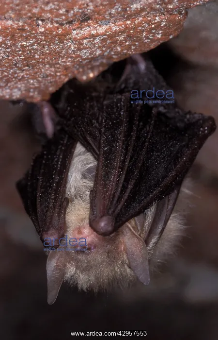 : Brown Big-eared Bat / Long-eared Bat - hibernation at cave : Brown Big-eared Bat / Long-eared Bat - hibernation at cave