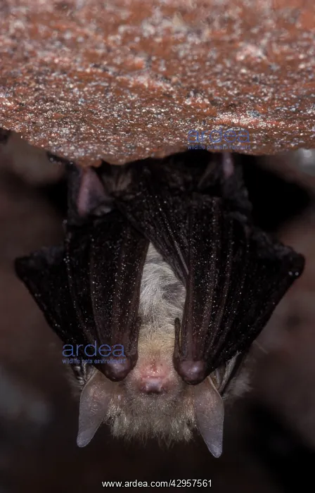  : Brown Big-eared Bat  /  Long-eared Bat - hibernation at cave