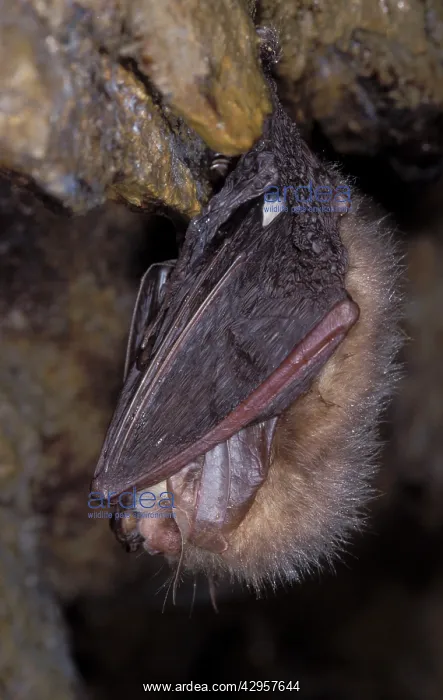 : Brown Big-eared Bat / Long-eared Bat - hibernation at cave : Brown Big-eared Bat / Long-eared Bat - hibernation at cave