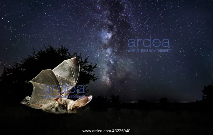 : Brown big-eared bat (Plecotus auritus) flying under : Brown big-eared bat (Plecotus auritus) flying under