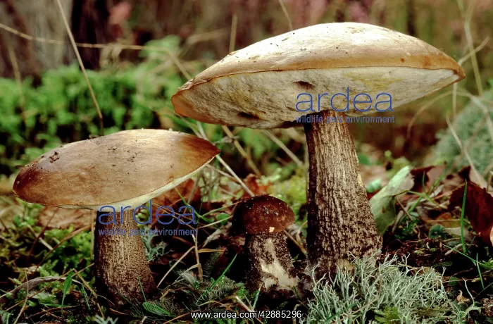 : Brown Birch Bolete FUNGI : Brown Birch Bolete FUNGI
