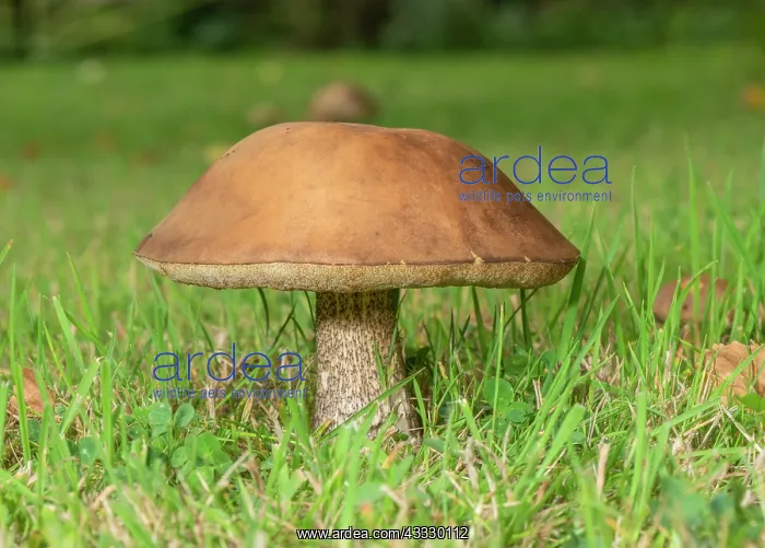 : Brown Birch Bolete, Leccinum scabrum, on grassla : Brown Birch Bolete, Leccinum scabrum, on grassla