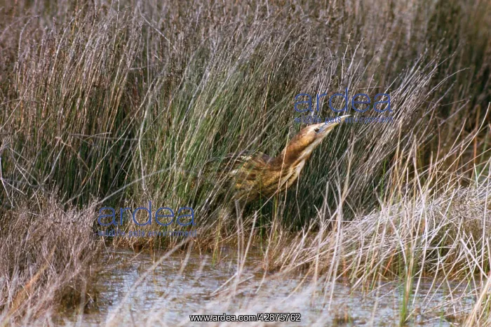 : Brown Bittern : Brown Bittern