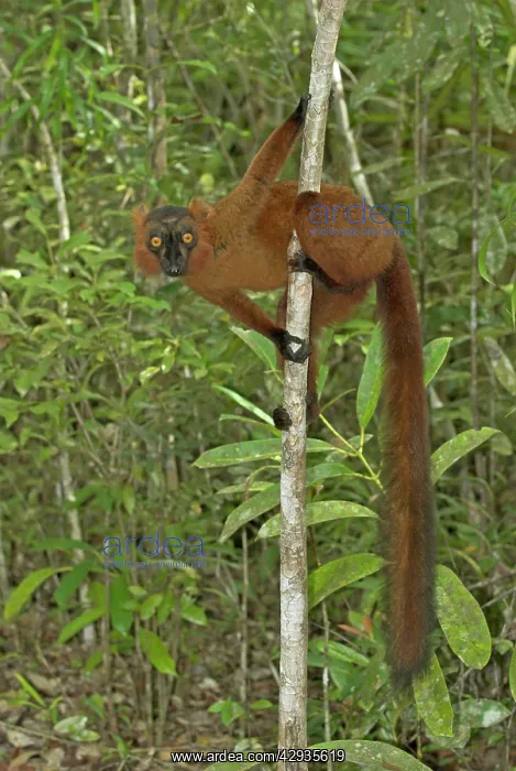: Brown and Black crossed Lemur - In tree : Brown and Black crossed Lemur - In tree