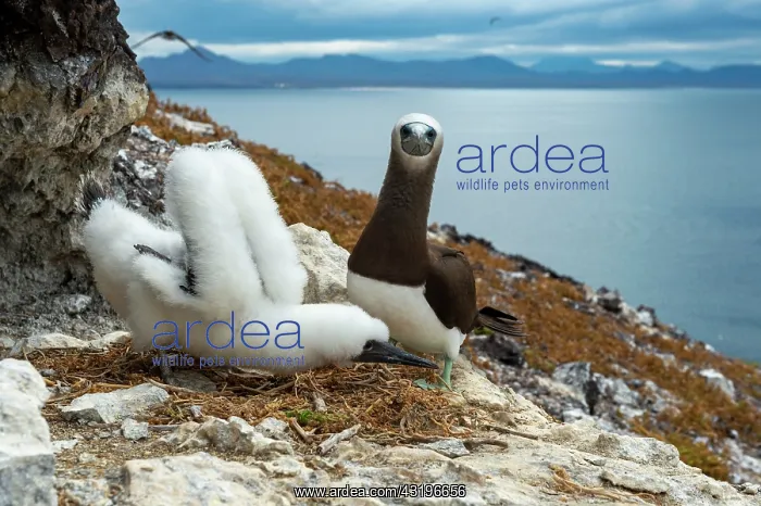  : Brown boobie ( Sula leucogaster) Isla San Iledefonso