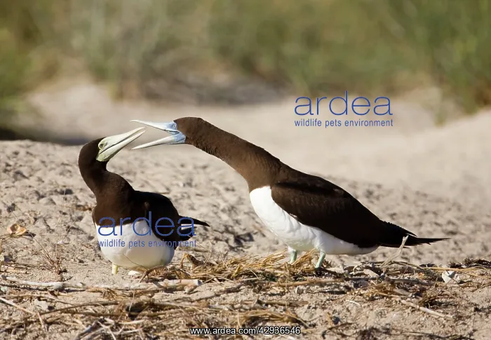 : Brown Boobies interacting : Brown Boobies interacting