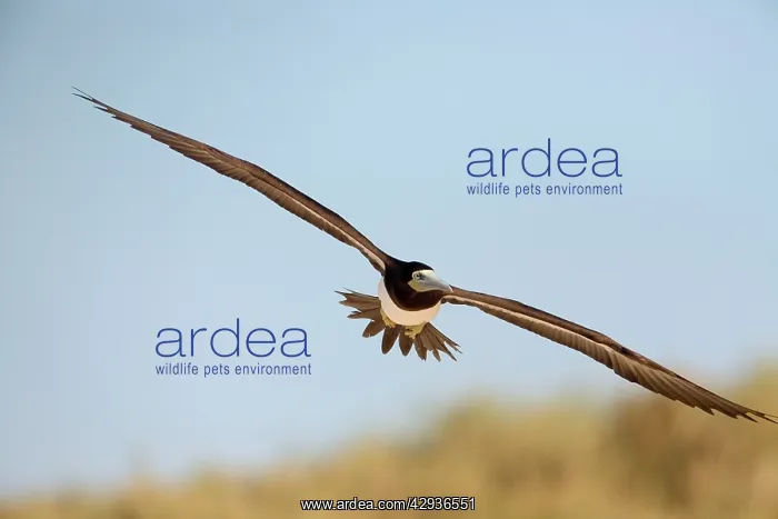 : Brown Booby : Brown Booby