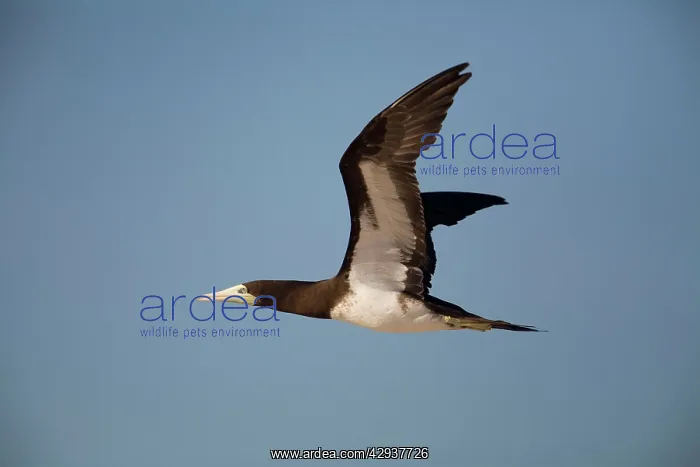 : Brown Booby : Brown Booby