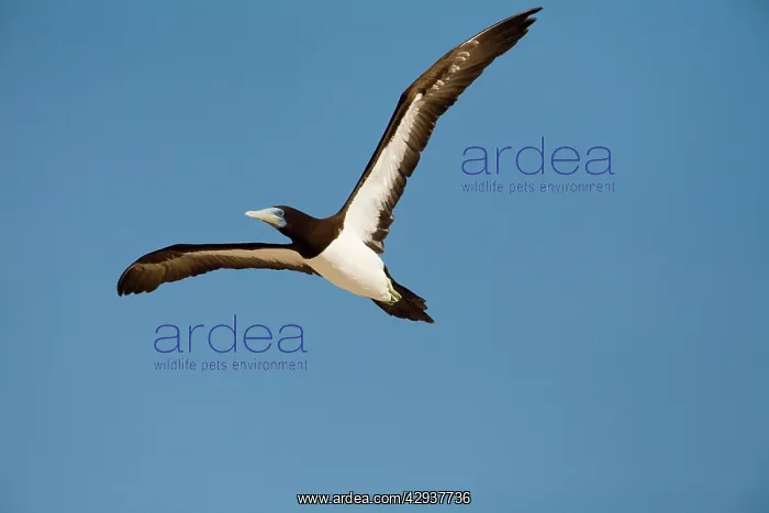 : Brown Booby : Brown Booby
