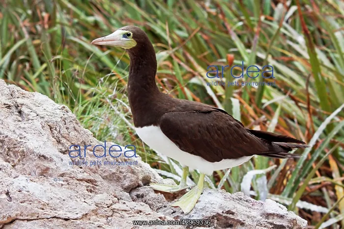 : Brown Booby : Brown Booby