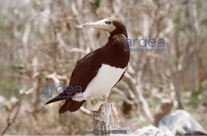: BROWN BOOBY : BROWN BOOBY