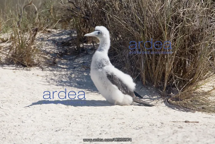 : Brown Booby - Chick on West Island in the Lacepedes : Brown Booby - Chick on West Island in the Lacepedes
