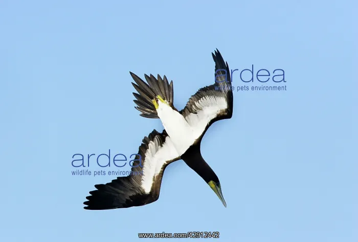 : Brown Booby - diving : Brown Booby - diving
