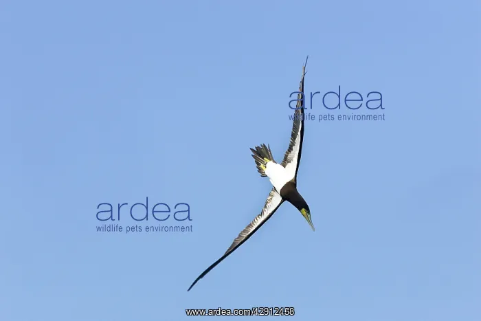 : Brown Booby - diving : Brown Booby - diving