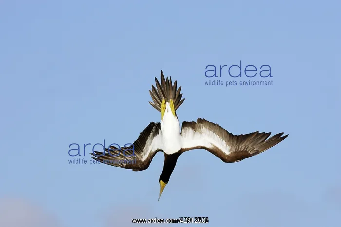 : Brown Booby - diving : Brown Booby - diving