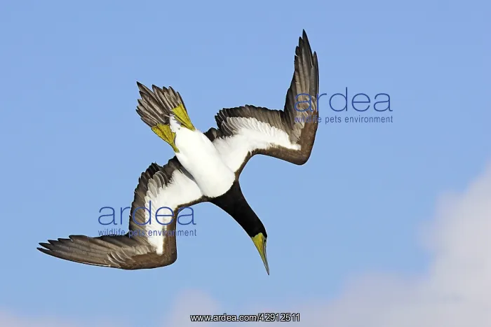: Brown Booby - diving : Brown Booby - diving