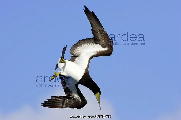 : Brown Booby - diving : Brown Booby - diving