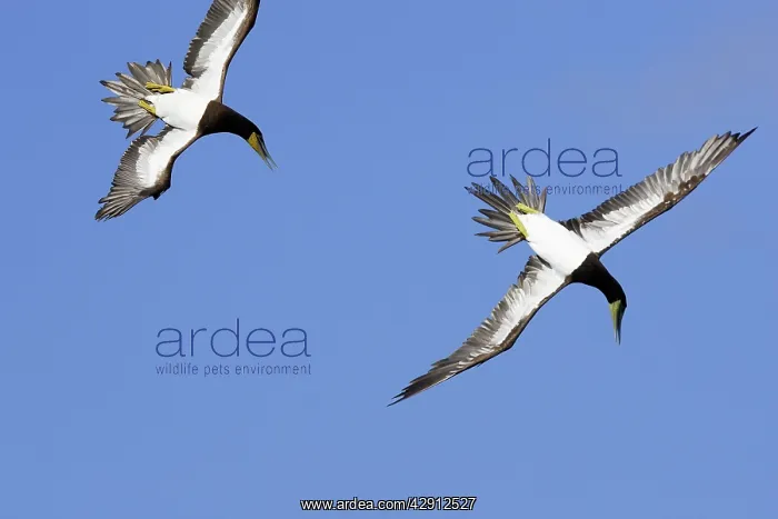 : Brown Booby - diving : Brown Booby - diving