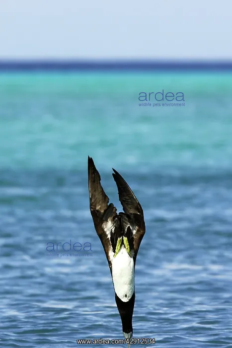 : Brown Booby - diving : Brown Booby - diving