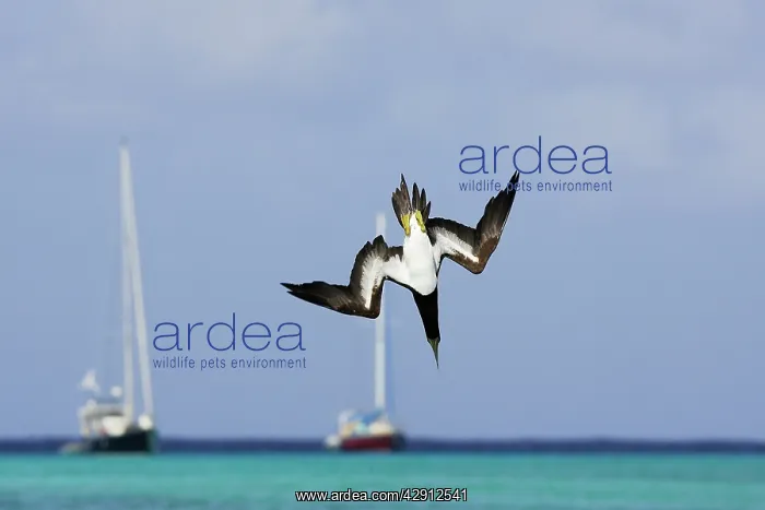 : Brown Booby - diving : Brown Booby - diving