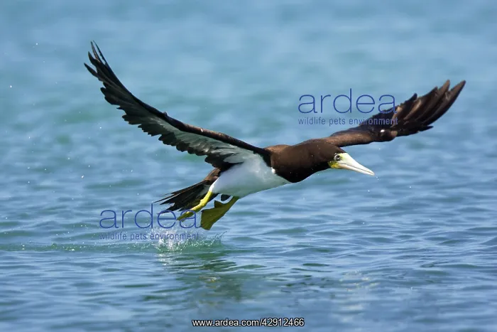 : Brown Booby - in flight : Brown Booby - in flight