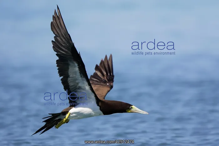 : Brown Booby - in flight : Brown Booby - in flight