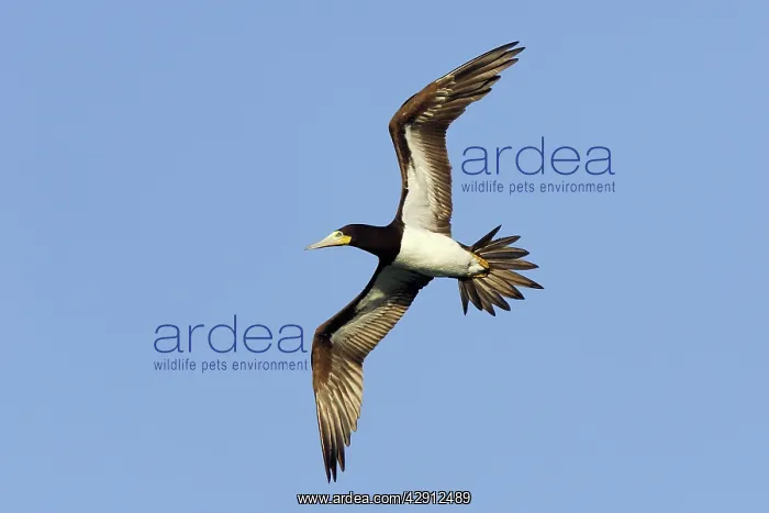 : Brown Booby - in flight : Brown Booby - in flight