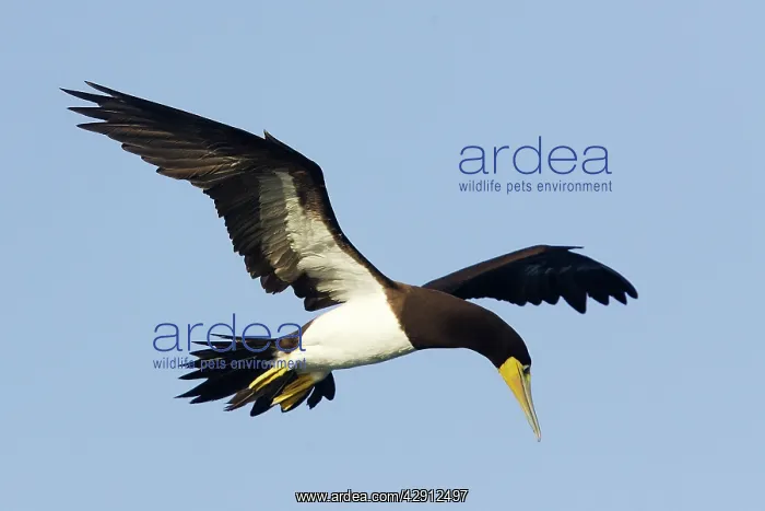 : Brown Booby - in flight : Brown Booby - in flight