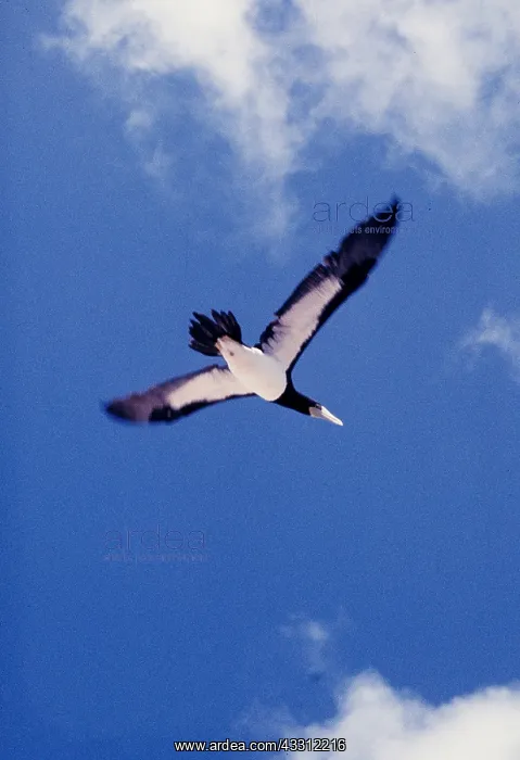 : BROWN BOOBY - in flight : BROWN BOOBY - in flight