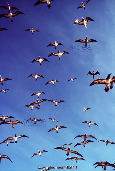 : BROWN BOOBY - flock in flight : BROWN BOOBY - flock in flight