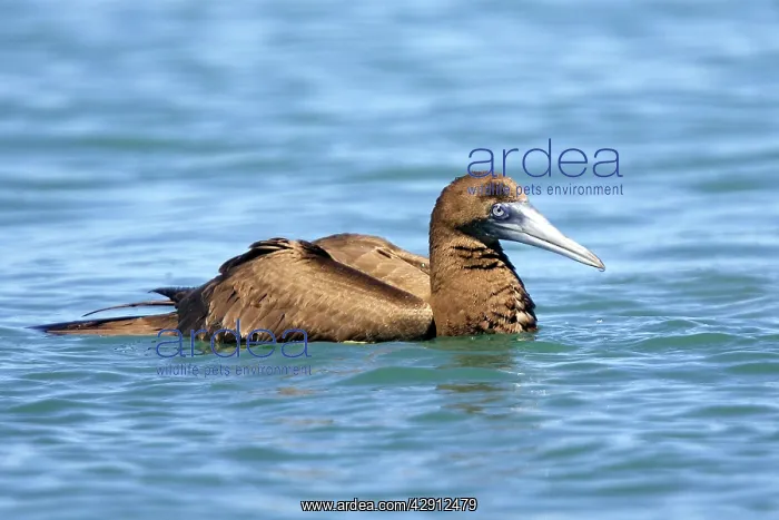 : Brown Booby - immature : Brown Booby - immature