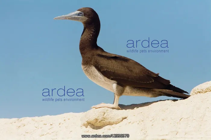 : Brown Booby - Immature : Brown Booby - Immature
