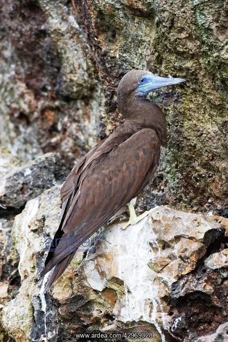 : Brown Booby. Immature : Brown Booby. Immature
