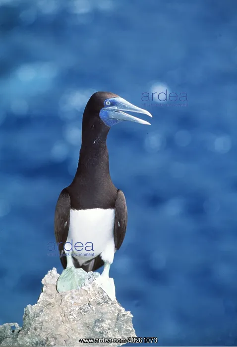: Brown BOOBY - perched on rock : Brown BOOBY - perched on rock