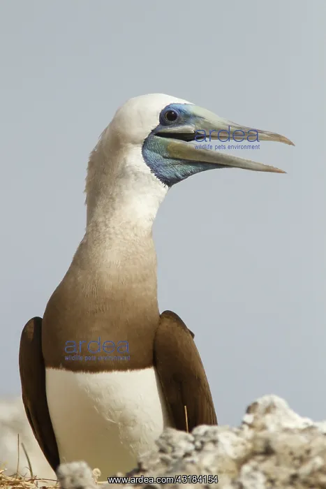  : Brown booby (Sula leucogaster) male, Isla Isabella