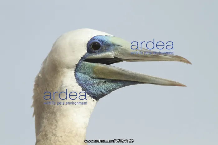 : Brown booby (Sula leucogaster) male, Isla Isabella : Brown booby (Sula leucogaster) male, Isla Isabella