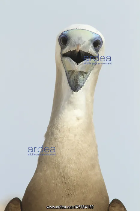 : Brown booby (Sula leucogaster) male, Isla Isabella : Brown booby (Sula leucogaster) male, Isla Isabella