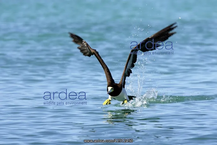 : Brown Booby - taking off from water : Brown Booby - taking off from water