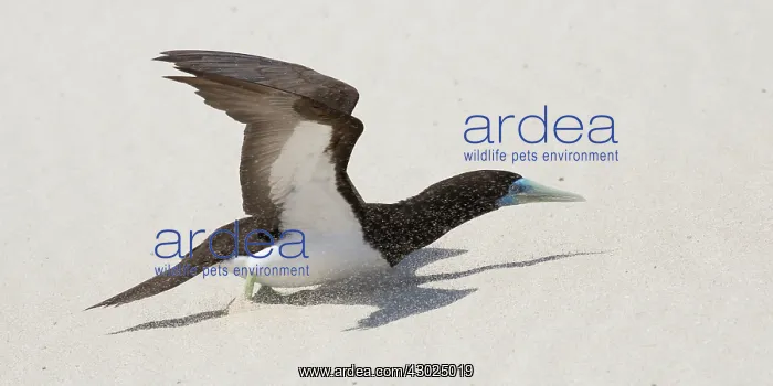 : Brown Booby trying to take off into a strong wind blowi : Brown Booby trying to take off into a strong wind blowi