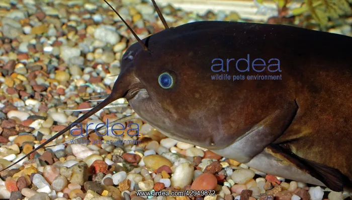 : Brown Bullhead / Catfish - freshwaters : Brown Bullhead / Catfish - freshwaters
