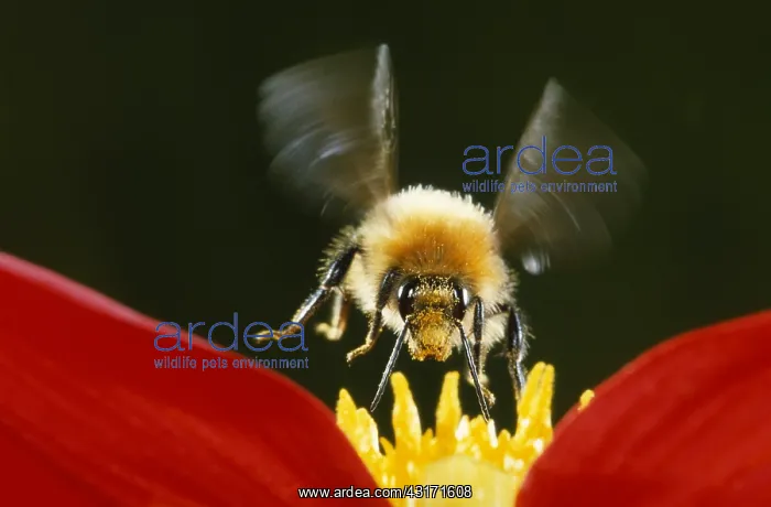 : Brown Bumblebee : Brown Bumblebee